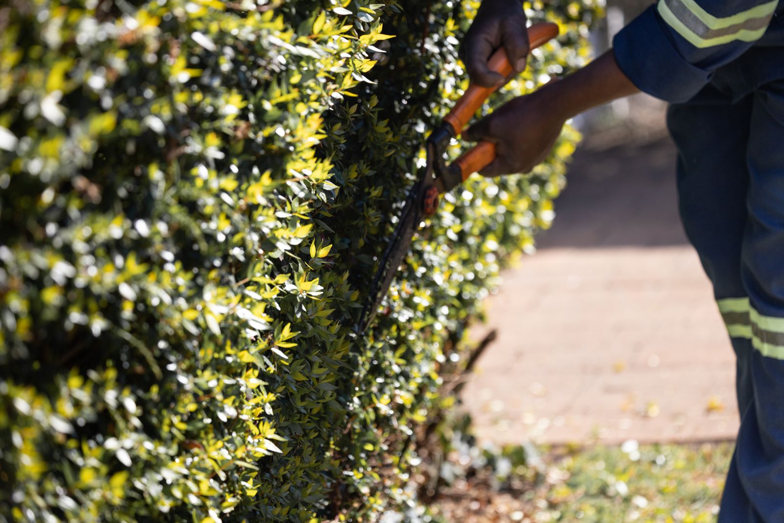 Rückschnitt einer gepflegten Hecke